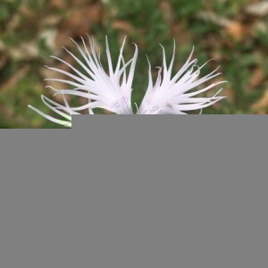 Photographie n°2363244 du taxon Dianthus hyssopifolius L. [1755]