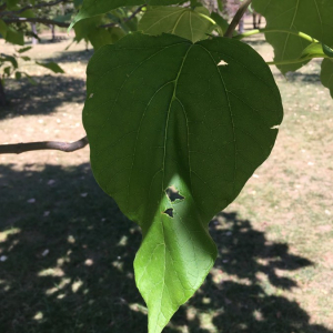 Photographie n°2363246 du taxon Catalpa bignonioides Walter [1788]