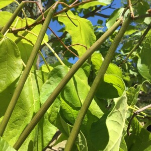 Photographie n°2363248 du taxon Catalpa bignonioides Walter [1788]