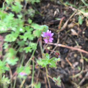 Photographie n°2363315 du taxon Geranium molle L. [1753]