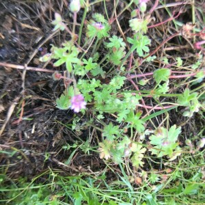 Photographie n°2363317 du taxon Geranium molle L. [1753]