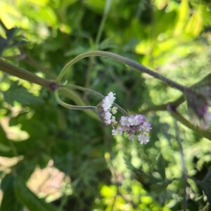 Photographie n°2363328 du taxon Chaerophyllum temulum L. [1753]