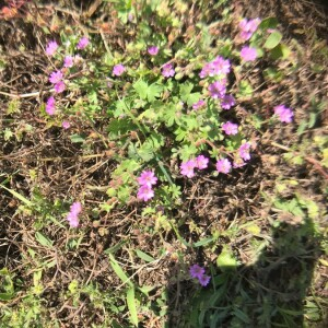 Photographie n°2363336 du taxon Geranium molle L. [1753]