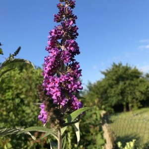 Photographie n°2363345 du taxon Buddleja davidii Franch. [1887]