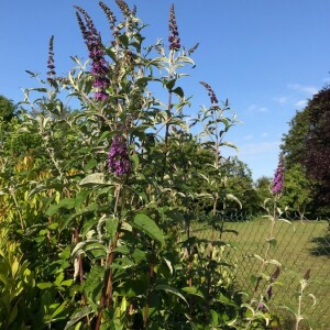 Photographie n°2363346 du taxon Buddleja davidii Franch. [1887]