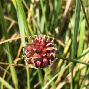 Photographie n°2363357 du taxon Allium vineale L. [1753]