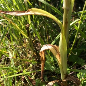 Photographie n°2363360 du taxon Himantoglossum hircinum (L.) Spreng. [1826]