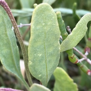 Photographie n°2363378 du taxon Limoniastrum monopetalum (L.) Boiss. [1848]