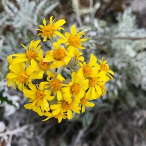 Photographie n°2363381 du taxon Jacobaea maritima (L.) Pelser & Meijden [2005]