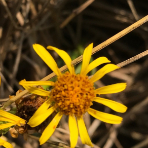 Photographie n°2363678 du taxon Limbarda crithmoides (L.) Dumort. [1827]