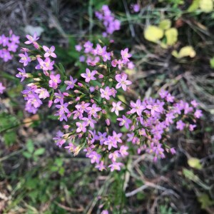 Photographie n°2363741 du taxon Centaurium erythraea Rafn [1800]