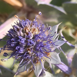 Photographie n°2363780 du taxon Eryngium maritimum L. [1753]