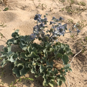 Photographie n°2363782 du taxon Eryngium maritimum L. [1753]