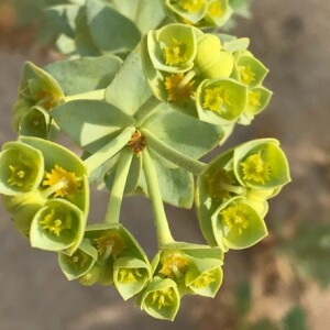 Photographie n°2363783 du taxon Euphorbia paralias L. [1753]