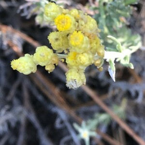 Photographie n°2363799 du taxon Helichrysum stoechas (L.) Moench [1794]