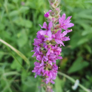 Photographie n°2363828 du taxon Lythrum salicaria L.