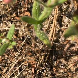 Photographie n°2363847 du taxon Tuberaria guttata (L.) Fourr. [1868]