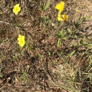Photographie n°2363848 du taxon Tuberaria guttata (L.) Fourr. [1868]