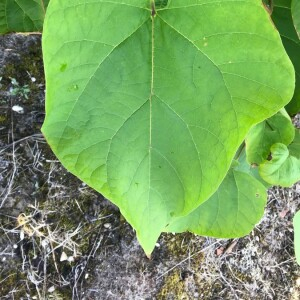 Photographie n°2363861 du taxon Catalpa bignonioides Walter [1788]