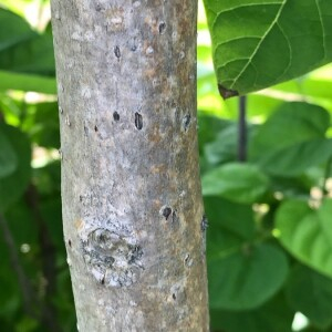 Photographie n°2363863 du taxon Catalpa bignonioides Walter [1788]