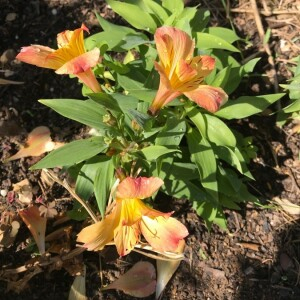  - Alstroemeria aurea Graham [1833]