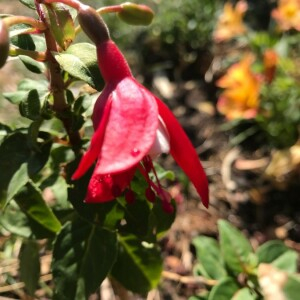 Photographie n°2363981 du taxon Fuchsia magellanica Lam. [1788]