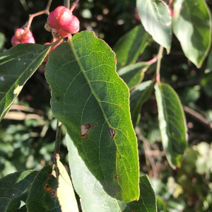 Photographie n°2364017 du taxon Euonymus europaeus L. [1753]