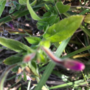 Photographie n°2364021 du taxon Epilobium hirsutum L.