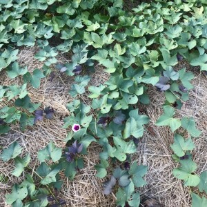 Photographie n°2364033 du taxon Ipomoea batatas (L.) Lam. [1792]