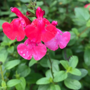 Photographie n°2364154 du taxon Salvia microphylla Kunth [1818]