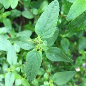 Photographie n°2364155 du taxon Salvia microphylla Kunth [1818]