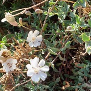 Photographie n°2368323 du taxon Silene vulgaris (Moench) Garcke [1869]