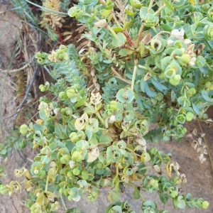 Photographie n°2368328 du taxon Euphorbia paralias L. [1753]