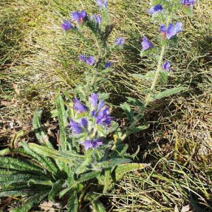 Photographie n°2368338 du taxon Echium vulgare L. [1753]