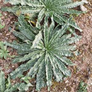 Photographie n°2368341 du taxon Echium vulgare L. [1753]