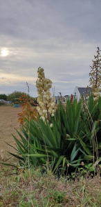 Bernard44350, le  9 septembre 2019 (Île-d'Houat)