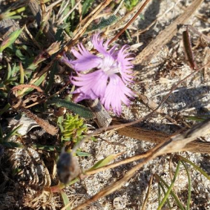 Photographie n°2368357 du taxon Dianthus hyssopifolius L. [1755]