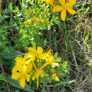 Photographie n°2368359 du taxon Hypericum perforatum L. [1753]