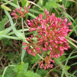 Photographie n°2368366 du taxon Centranthus ruber (L.) DC. [1805]