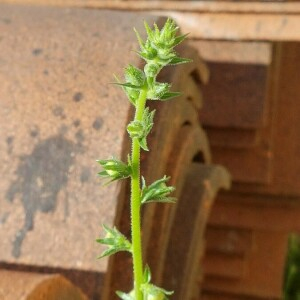 Photographie n°2368610 du taxon Verbascum virgatum Stokes