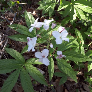 Photographie n°2368694 du taxon Cardamine heptaphylla (Vill.) O.E.Schulz