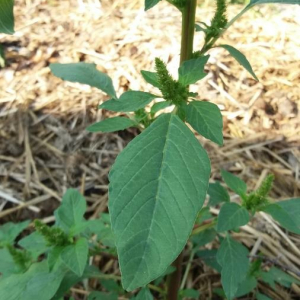 Photographie n°2368757 du taxon Amaranthus retroflexus L. [1753]