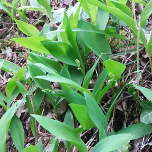 Photographie n°2368767 du taxon Convallaria majalis L. [1753]