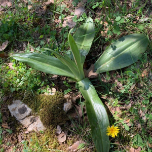 Photographie n°2368934 du taxon Himantoglossum robertianum (Loisel.) P.Delforge [1999]