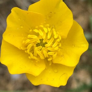 Photographie n°2368965 du taxon Ranunculus bulbosus L. [1753]