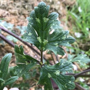 Photographie n°2368966 du taxon Ranunculus bulbosus L. [1753]