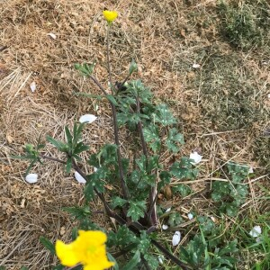 Photographie n°2368967 du taxon Ranunculus bulbosus L. [1753]