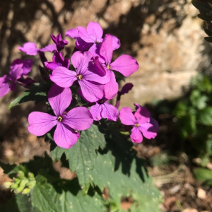 Photographie n°2369000 du taxon Lunaria annua L. [1753]