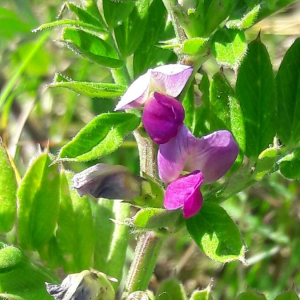 Photographie n°2369025 du taxon Vicia sativa L. [1753]