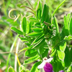 Photographie n°2369026 du taxon Vicia sativa L. [1753]